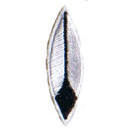 Feather